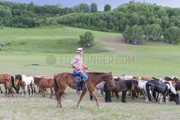 Mongolian horseman lead a troop of horses in a group in the meadow  Bashang Grassland  Zhangjiakou  Hebei Province  Inner Mongolia  China