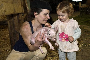 Little girl caressing a piglet on a farm  stable  farm des Pampilles  Masevaux  Haut Rhin  France