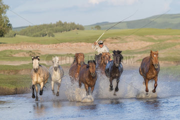Mongolian traditionnaly dressed with horses running in a group in the water  Bashang Grassland  Zhangjiakou  Hebei Province  Inner Mongolia  China