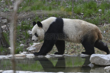 Giant Panda (Ailuropoda melanoleuca) walking by the water's edge  Foping  Shanxii  China