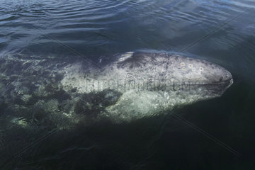 Gray Whale (Eschrichtius robustus)  adult  Ojo de Liebre Lagoon (formerly known as Scammon's Lagoon)  Guerrero Negro  Baja California Sur  Mexico