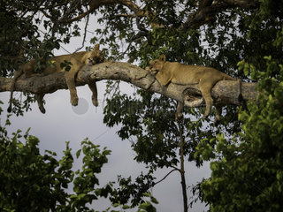 Lion (Panthera leo). Two Lionesses rest after a large meal in the treetops in Queen Elizabeth National Park  Uganda.