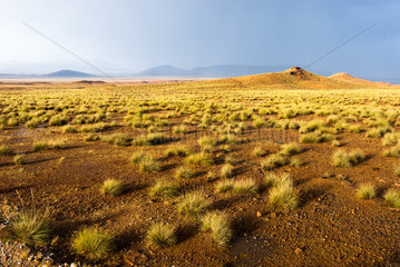 Semi-arid desert with herbaceous steppe  Moroccan Oriental