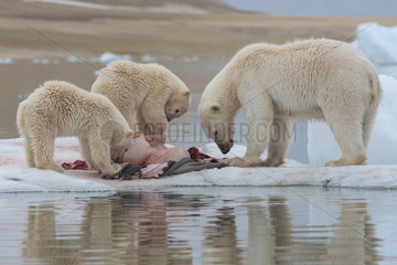 Polar bear (Ursus maritimus) female and cubs eating a seal on a piece of drifting ice  Wahlenbergfjord  Nordaustlandet  Spitzberg  Svalbard.
