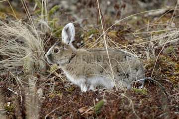 Snowshoe hare (Lepus americanus) in spring  Alaska