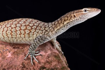 The Freckled monitor (Varanus tristis orientalis) is a smaller monitor lizard  mainly found along eastern Australia.