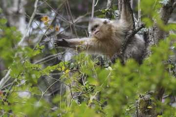 Black Snub-nosed Monkey (Rhinopithecus bieti) catching and eating a rosehip branch (Rosa sp)  Yunnan  China