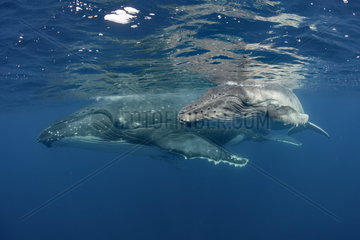 Humpback whale (Megaptera novaeangliae) and calf  Tonga Island  Vava'u  Pacific Ocean