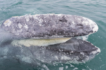 Gray Whale (Eschrichtius robustus)  adult  mouth open behind the boat  Ojo de Liebre Lagoon (formerly known as Scammon's Lagoon)  Guerrero Negro  Baja California Sur  Mexico