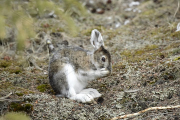 Snowshoe hare (Lepus americanus) grooming in spring  Denali National Park  Alaska
