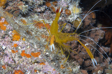 Spini shrimp  Golden shrimp (Stenopus spinosus). Marine invertebrates of the Canary Islands  Tenerife.