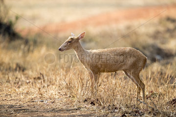 Common muntjac or Barking deer  adult female  Tadoba Andhari Tiger Reserve  Tadoba national park  Maharashtra  India