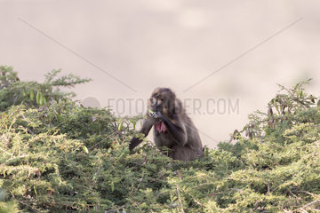 Gelada or Gelada baboon (Theropithecus gelada)  eating fruit of acacia  Debre Libanos  Rift Valley  Ethiopia  Africa