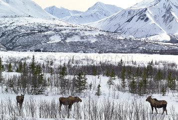 Moose (Alces alces) Delta River along the Richardson Highway during spring thaw  in the background the Alaska Range  left Mount Deborah (12336 ft  right Haynes Mountain (13740 ft)