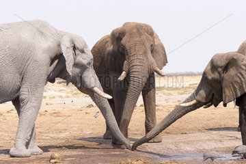 African bush elephant or African savanna elephant (Loxodonta africana)  near the water hole  Savuti National Park  Bostwana
