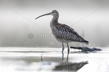 Curlew (Numenius arquata)  early morning  Alsace  France