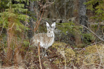 Snowshoe hare (Lepus americanus) in spring  Alaska