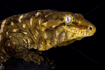 The New Caledonian giant gecko (Rhacodactylus leachianus) is considered the biggest gecko species alive today. These giants are endemic to New Caledonia.