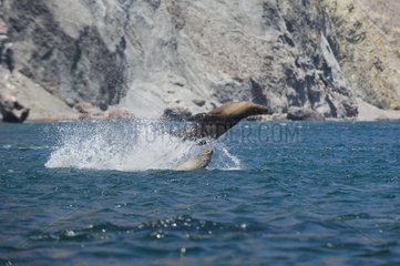 Socialising sea lions - Gulf of California