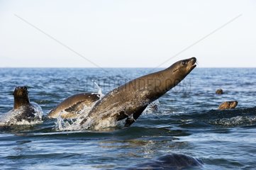 California Sea lions breaches - Gulf of California