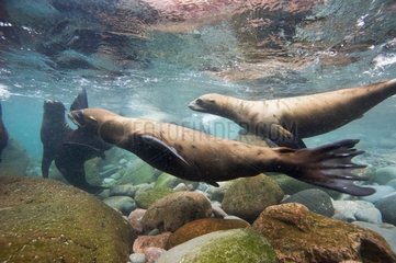 California Sea lions in the shallows - Gulf of California