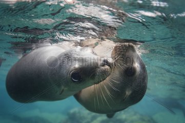 California Sea lions below the surface - Gulf of California