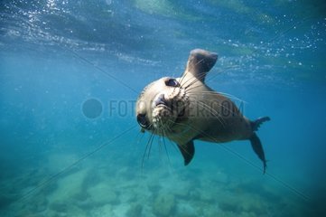 California Sea lion below the surface - Gulf of California