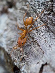 Larged-head ant on a trunk - Guyana