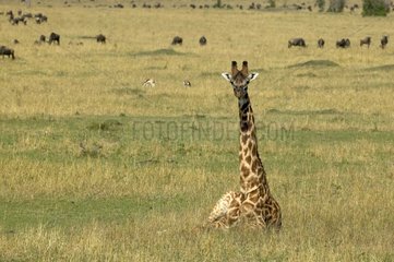 Masai Giraffe in Ruhe in Savannas Gras Masai Mara Kenia