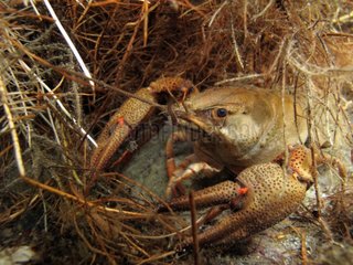 Common Crayfish at the bottom of a lake in Switzerland
