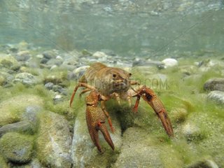 Common Crayfish at the bottom of a lake in Switzerland