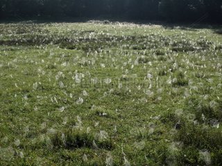 Meadow covered with cobwebs in the early morning France