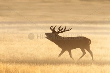 Red deer bellowing in the mist at sunrise in autumn