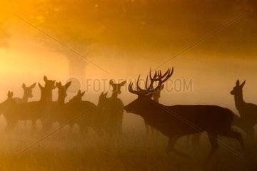 Red deer & Hinds standing in the mist at sunrise in autumn