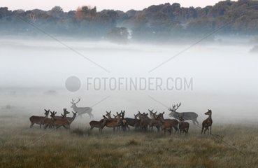 Red deers & Hinds standing in the mist at sunrise in autumn
