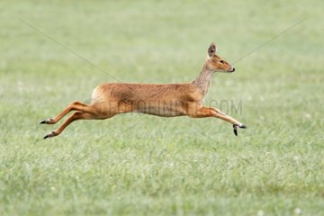 Chinese Water deer running in a meadow England