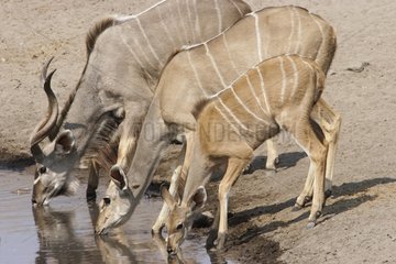 Familie des größeren Kudu -Trinkens am Wasserpunkt Etosha