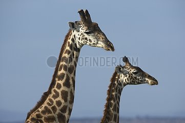 Masaï Giraffen Masaï Mara Kenia