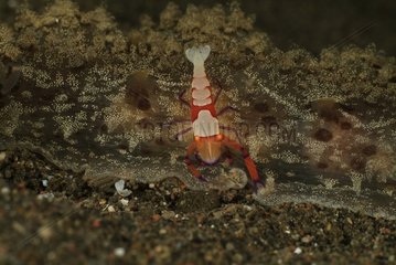 Imperial Shrimp on a Hooded Nudibranch Bali Indonesia