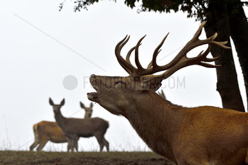 Red Deer (Cervus elaphus) male and his hind herd during the slaughter period  Haute-Saone  France