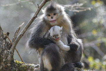 Black Snub-nosed Monkey (Rhinopithecus bieti) young female having kidnapped the baby from an adult female  Yunnan  China