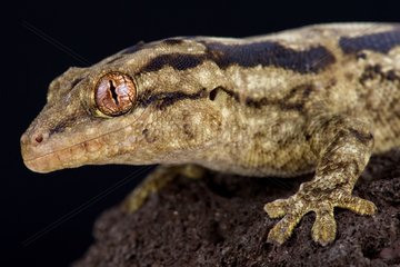 The Striped velvet gecko (Homopholis arnoldi) is a large  nocturnal gecko species from Southern Africa.