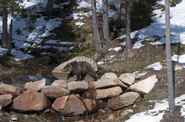 Brown bear (Ursus arctos) end of winter  Pyrenees  Spain