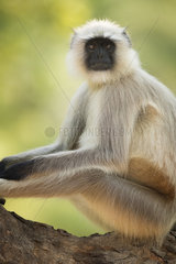 A Grey Langur (Semnopithecus schistaceus) rests in the shade in Bandhavgarh National Park  India.