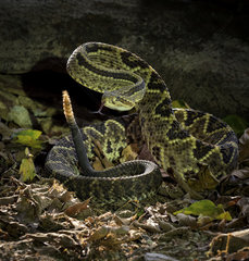 Central American Rattlesnake (Crotalus simus)  in threatening posture  Costa Rica  October