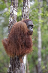 Orang utan (Pongo pygmaeus) on a trunk  Tanjung Puting  Kalimantan  Indonesia