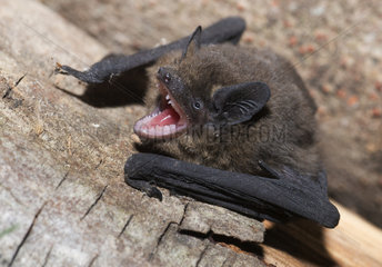 Nathusius' Pipistrelle (Pipistrellus nathusii) found in a pile of woods Regional Natural Park of Northern Vosges  France