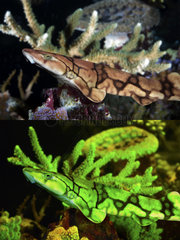 Chain catshark or chain dogfish  Scyliorhinus retifer. Above photographed with daylight bellown showing fluorescent colours when photographed under special blue or ultraviolet light and filter. Scyliorhinus retifer. Is one of four elasmobranch species shown to possess biofluorescent properties. They exhibit bright green fluorescence patterns resulting from the presence of fluorescent compounds in their skin. Catsharks possess the ability to detect the green biofluorescence that is emitted by their conspecifics and this fluorescence creates greater contrast with the surrounding habitat in deeper blue-shifted waters (under solar or lunar illumination). Aquarium photography