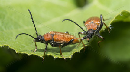 Red Longhorn Beetle (Leptura rubra) on leaf  Regional Natural Park of Northern Vosges  France