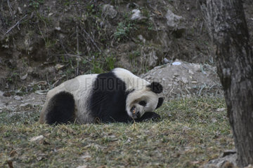 Giant Panda (Ailuropoda melanoleuca) asleep in the grass  Foping  Shanxii  China
